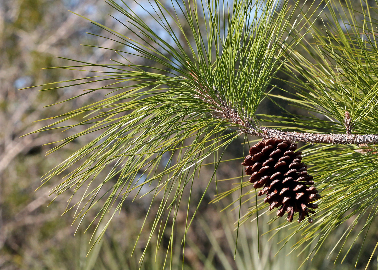 Slash Pine (Pinus elliottii)