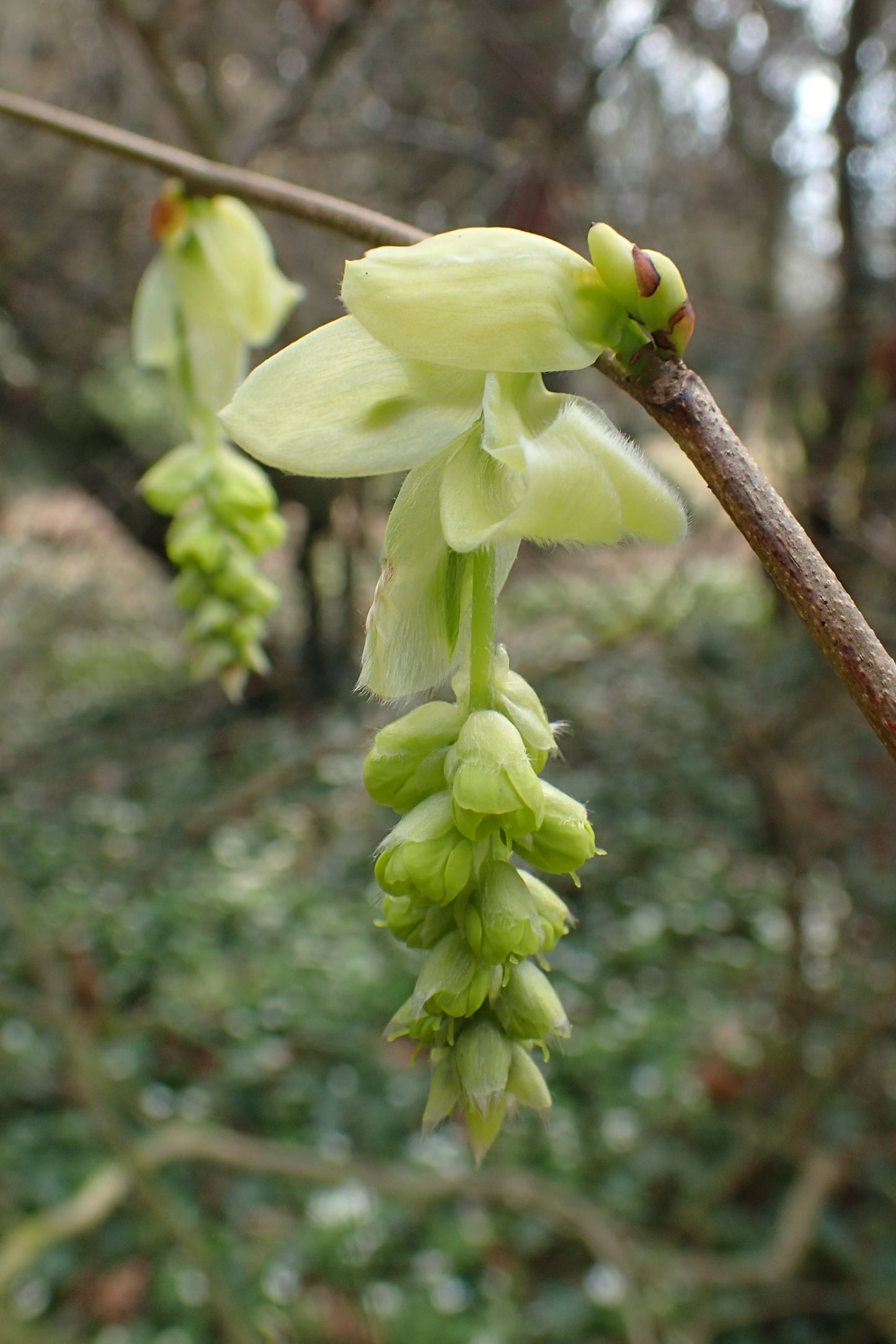 Chinese Winterhazel Winter Hazel (Corylopsis sinensis)