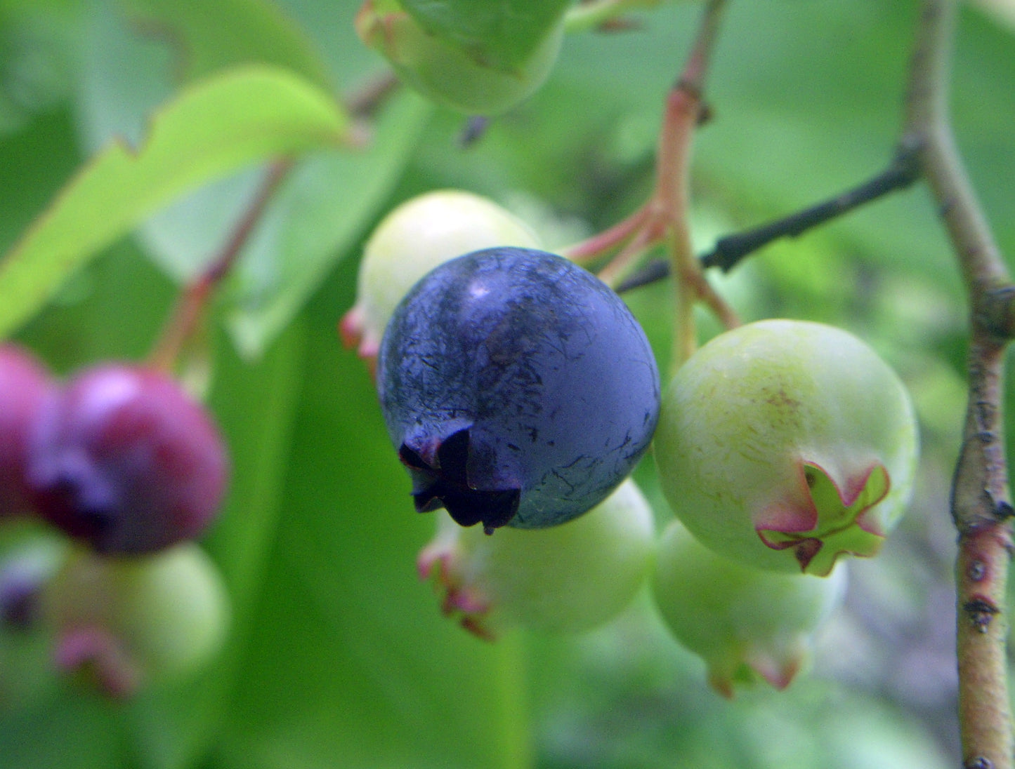 Highbush Blueberry (Vaccinium corymbosum)