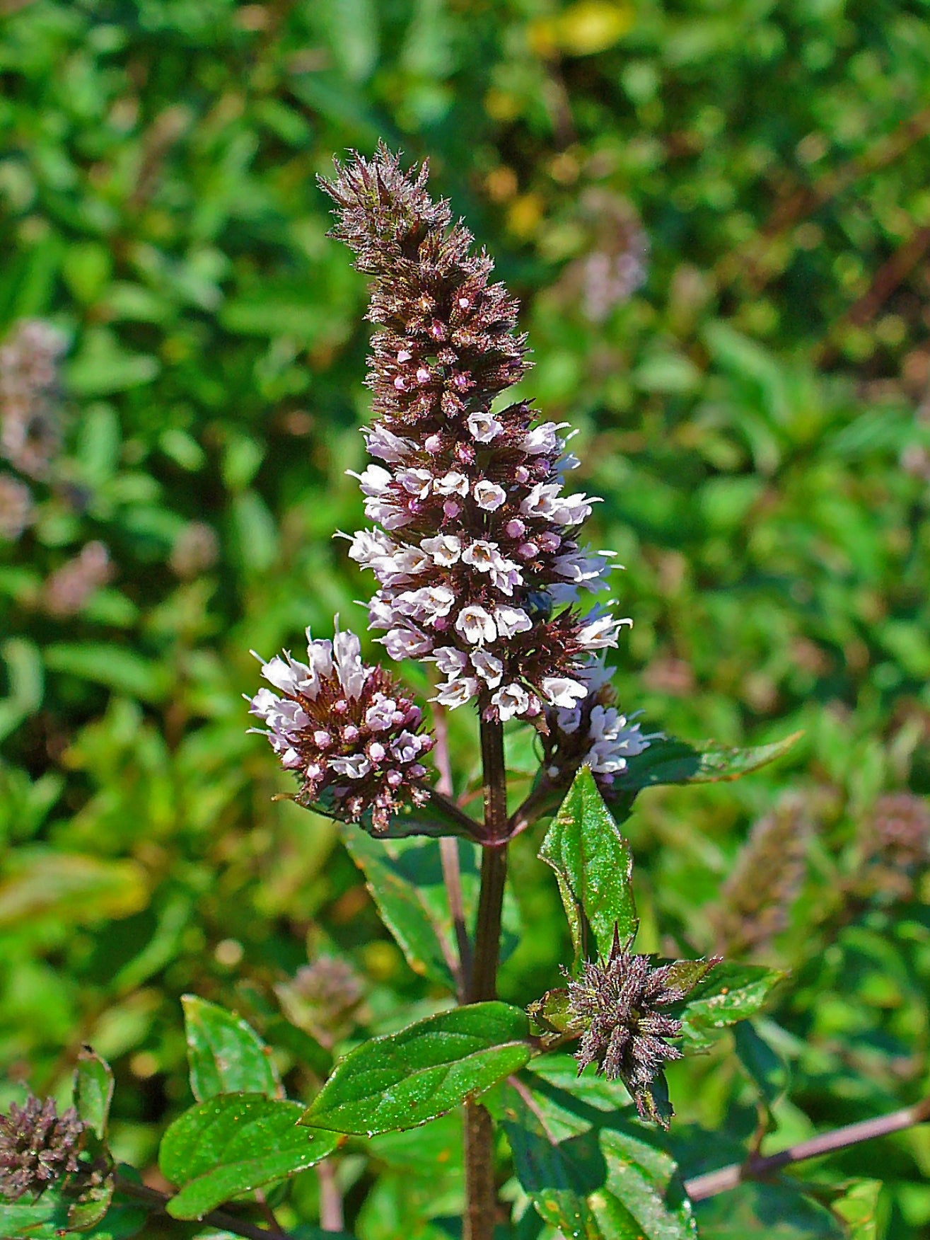 Peppermint (Mentha piperita)