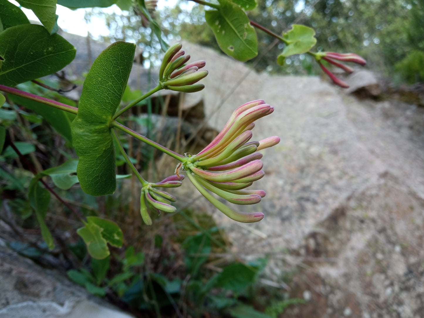 Etruscan Honeysuckle (Lonicera etrusca)