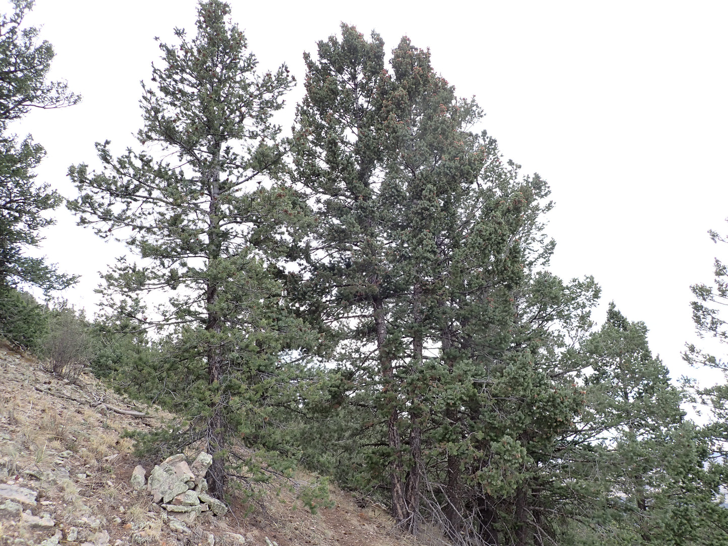 Flathead Douglas Fir (Pseudotsuga menziesii var. glauca MT Flathead)