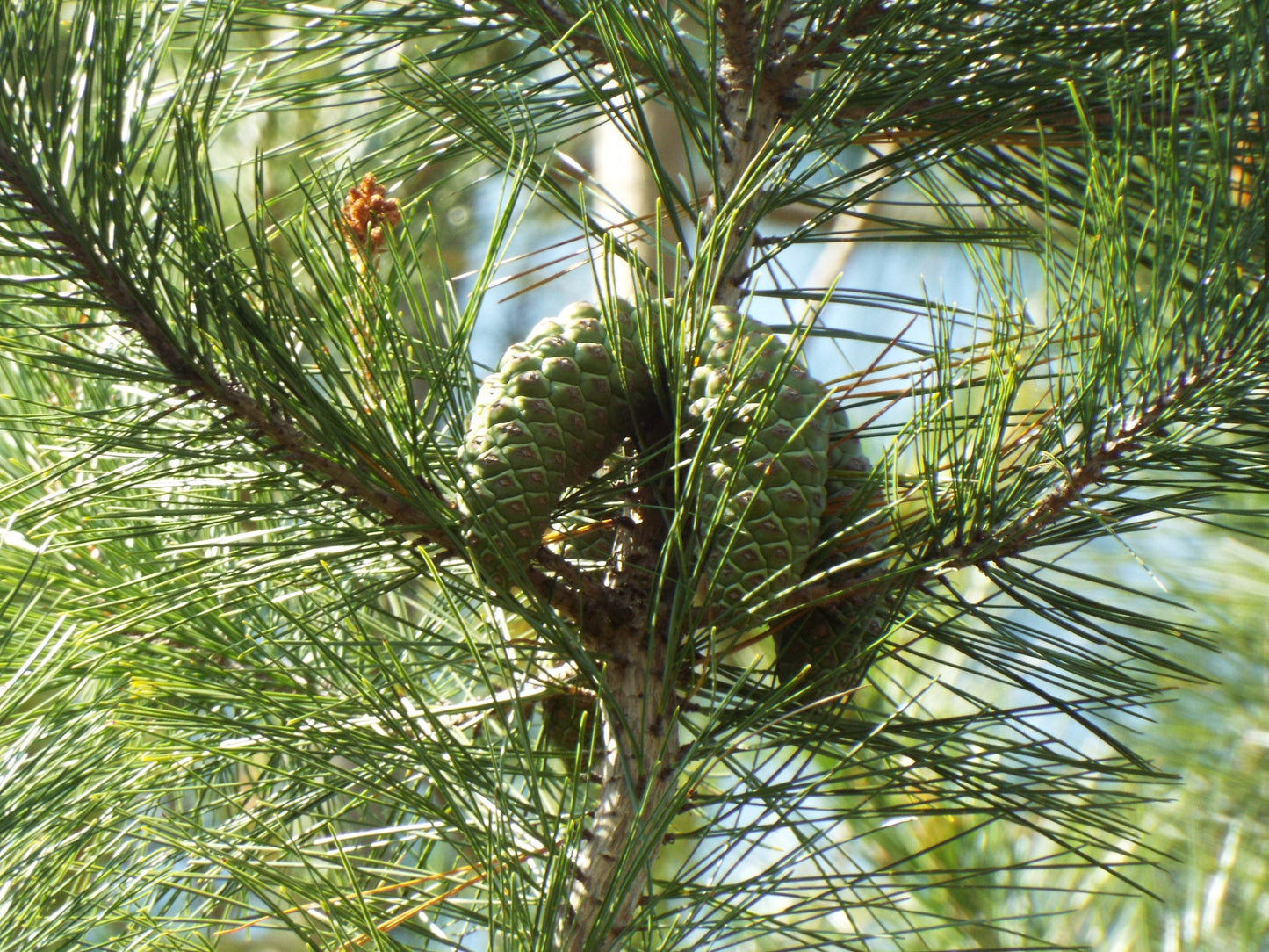 Greggs Pine (Pinus greggii)
