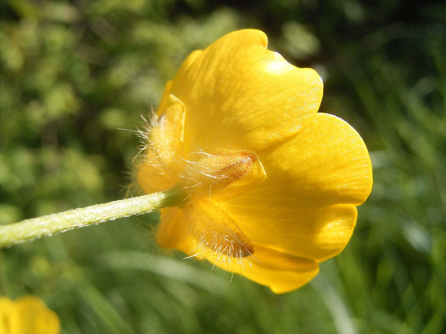 Acrid Buttercup Tall Buttercup (Ranunculus acris)