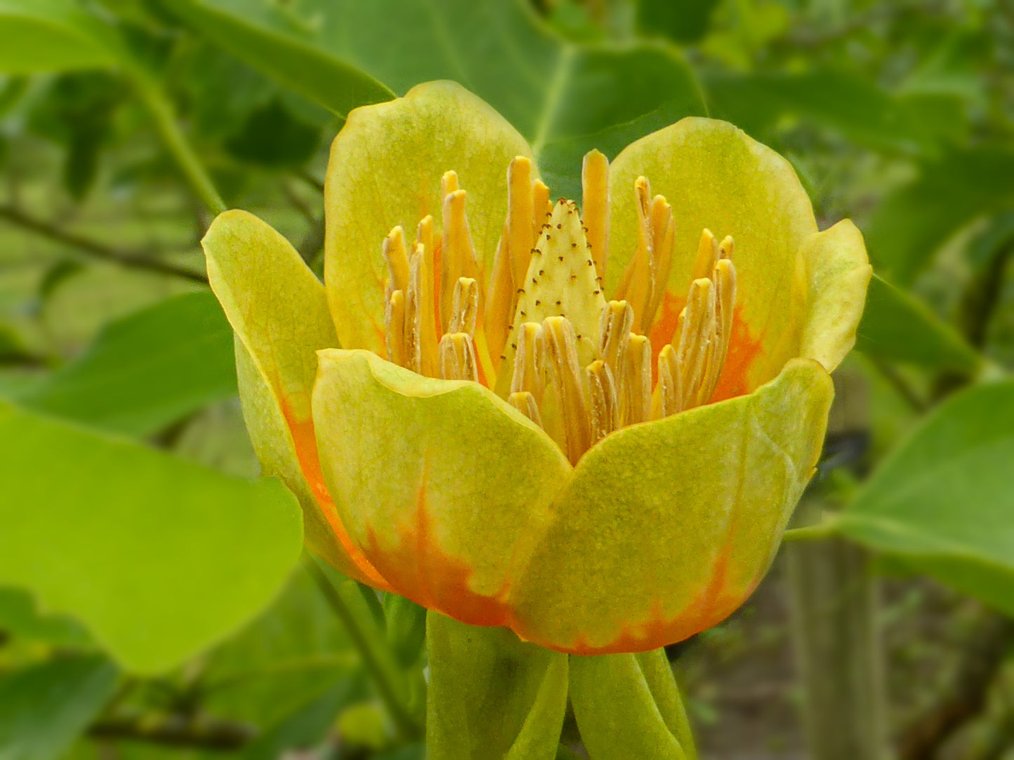 American Tulip Tree, Magnolia Yellow Poplar Whitewood (Liriodendron tulipifera winged)