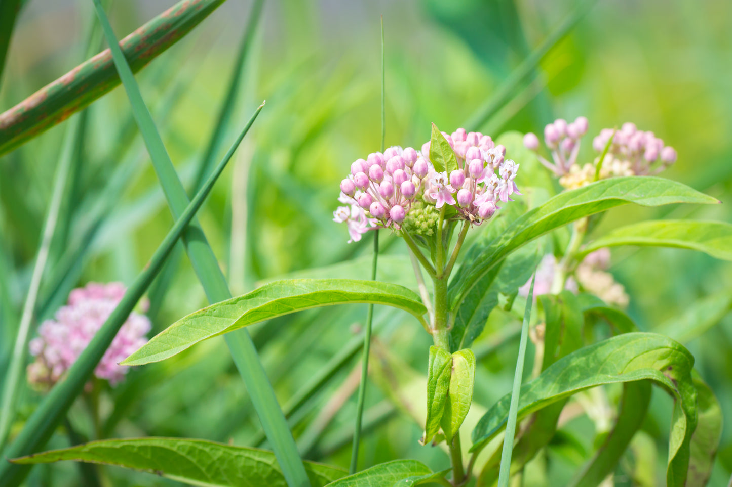 Swamp Milkweed (Asclepias incarnata)