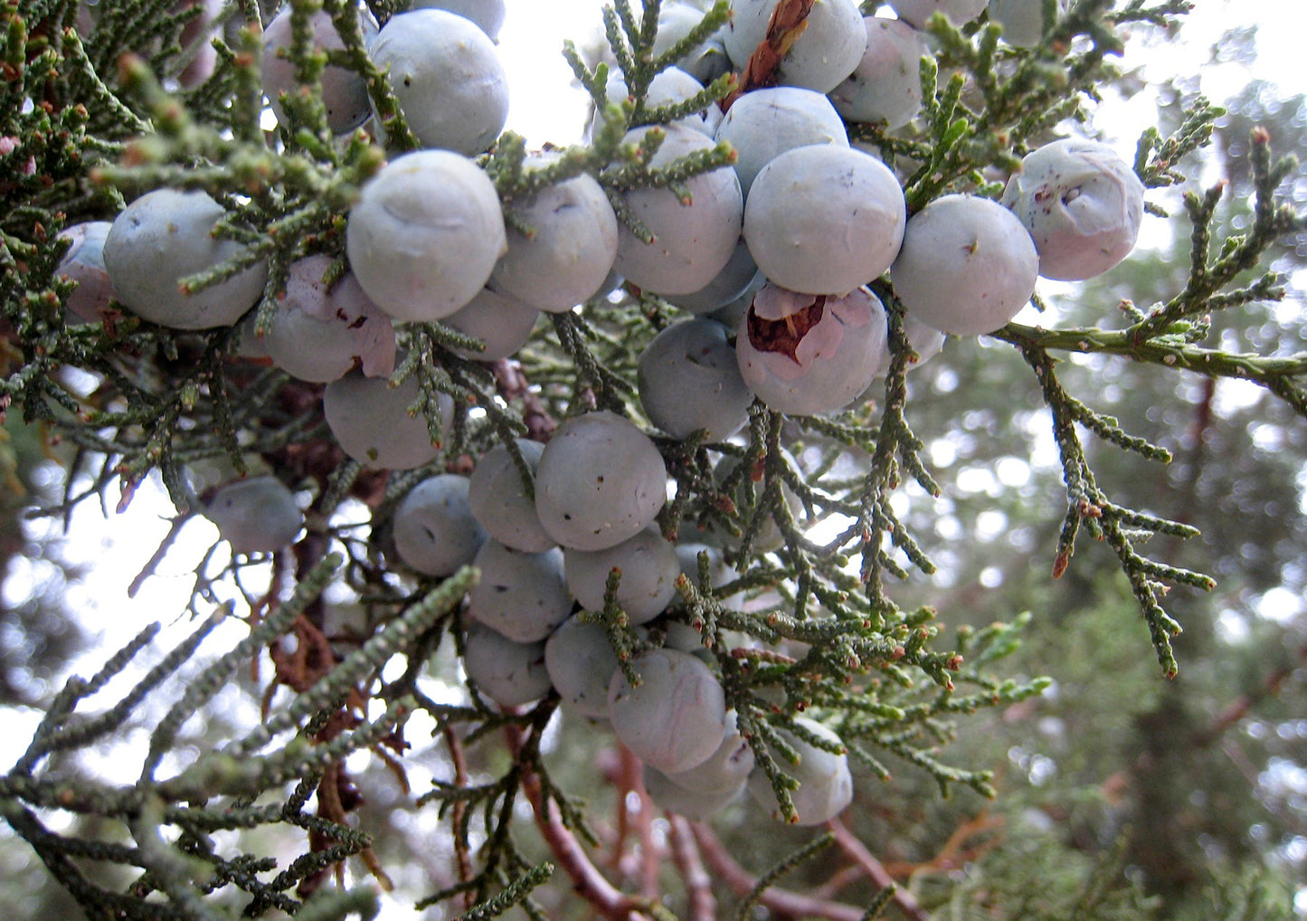 Alligator Juniper Checkerbark Juniper (Juniperus deppeana)