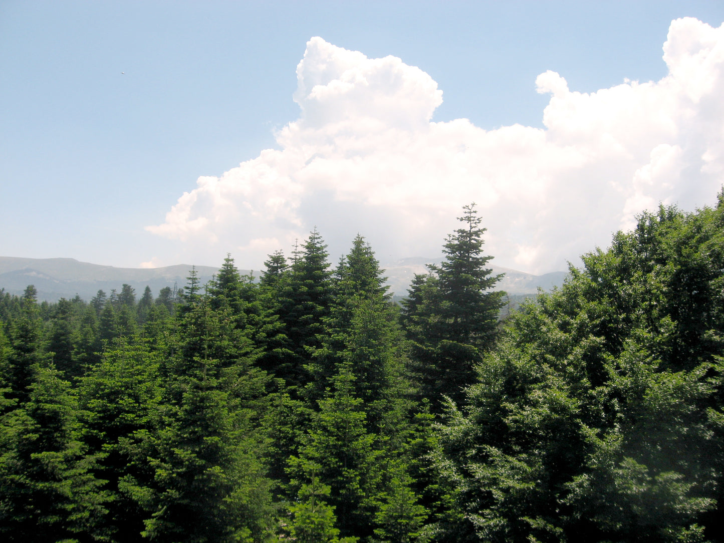 Select Bornmullers Fir Select Turkish Fir (Abies bornmuelleriana Select)