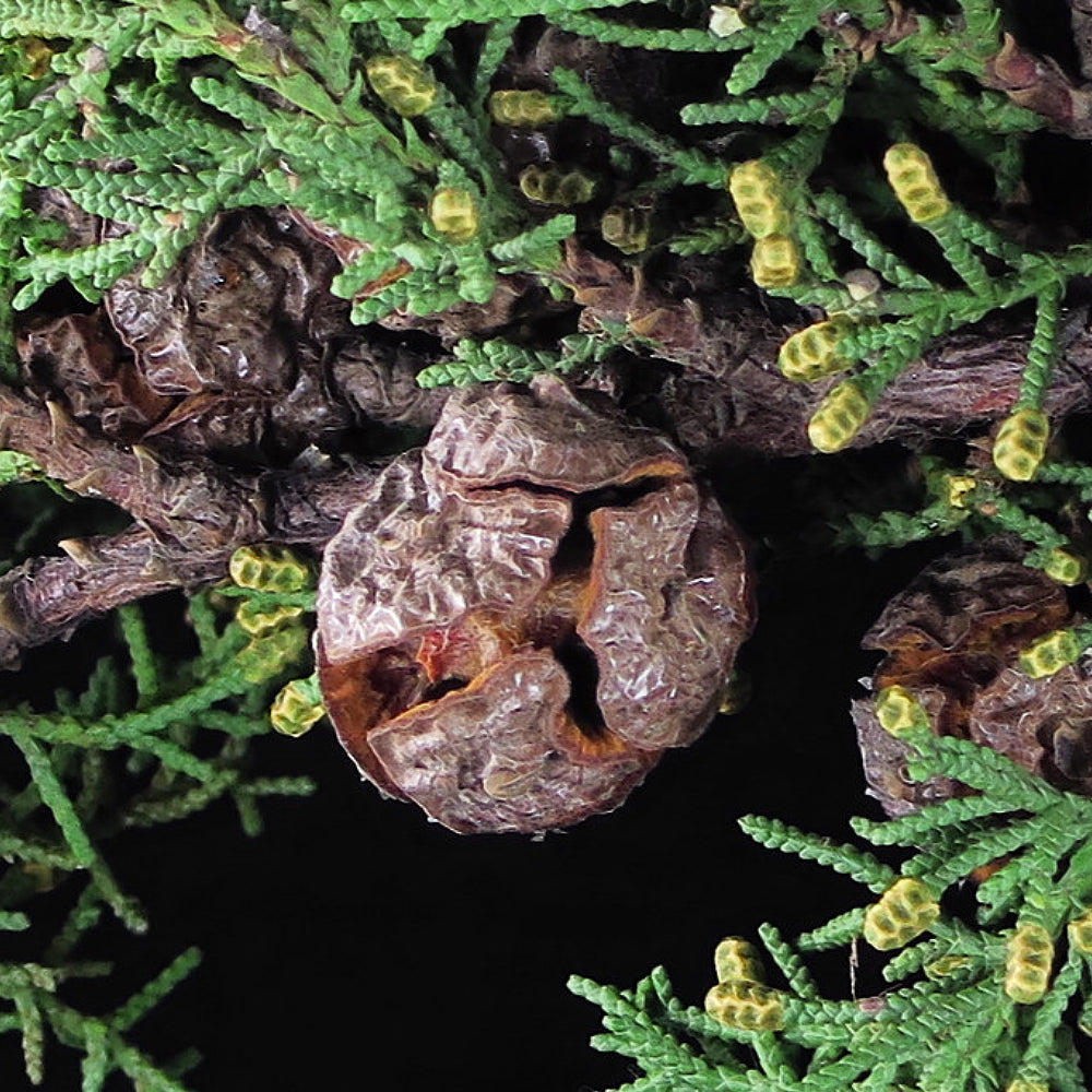 Californian Cypress Gowen Cypress (Hesperocyparis goveniana)