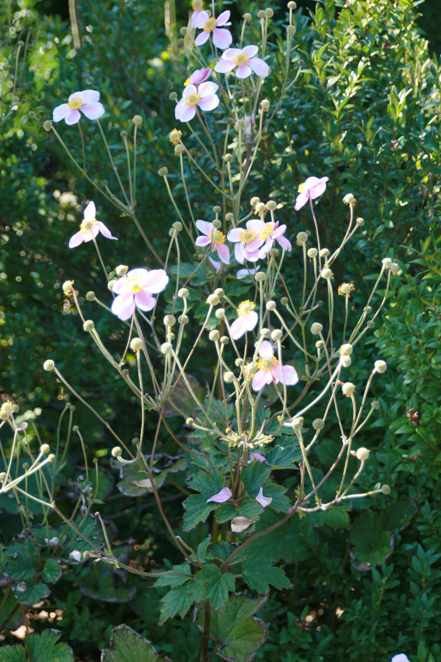 Chinese Anemone Thimbleweed (Anemone hupehensis)