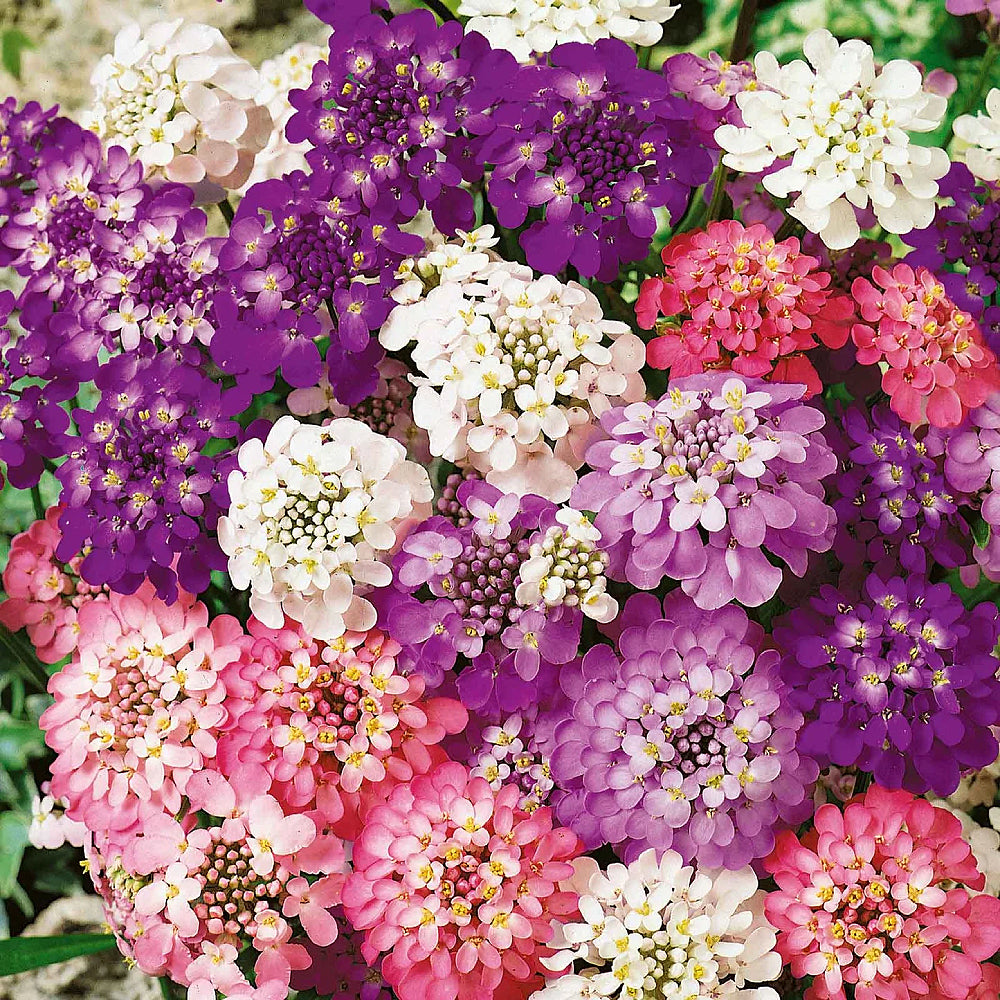 Dwarf Fairy Candytuft (Iberis umbellata 'Dwarf Fairy')