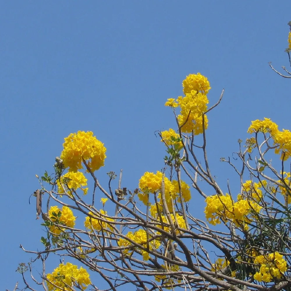 Golden Trumpet Roble Amarillo (Handroanthus chrysanthus)