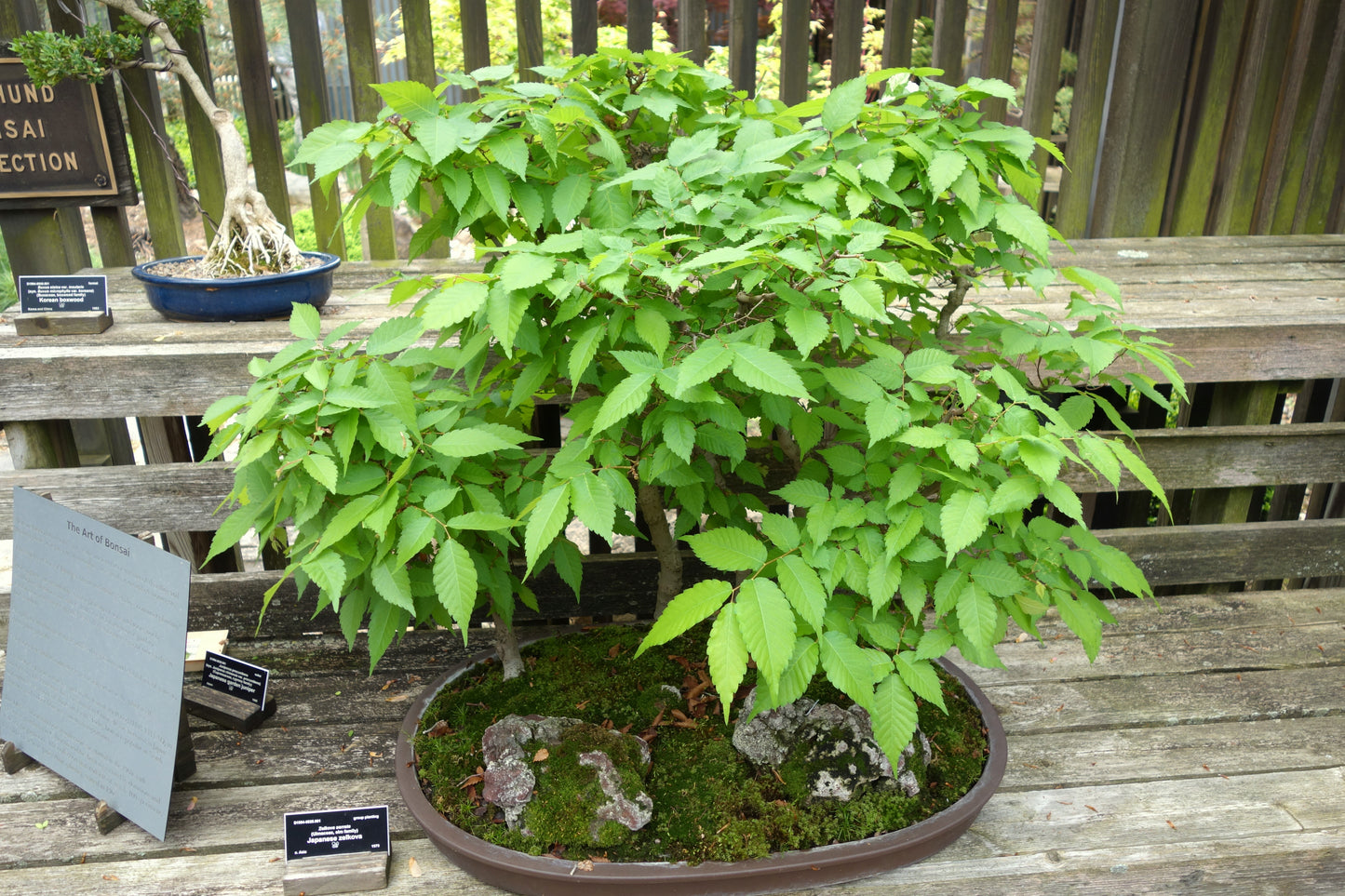 Chinese Zelkova (Zelkova sinica)