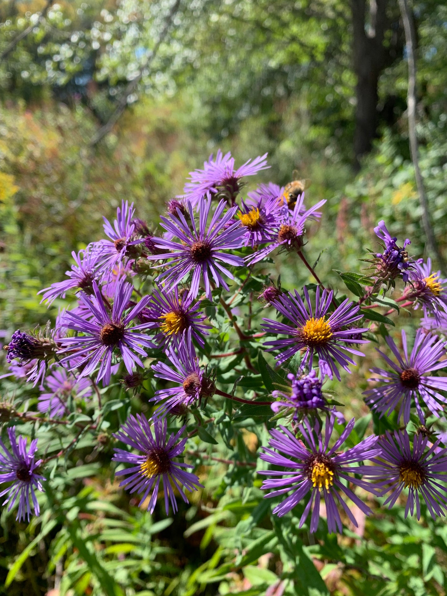 New England Aster (Symphyotrichum nova-angliae)
