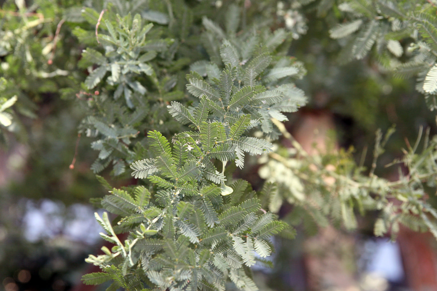Bailey Acacia Cootamundra Wattle Golden Mimosa (Acacia baileyana)