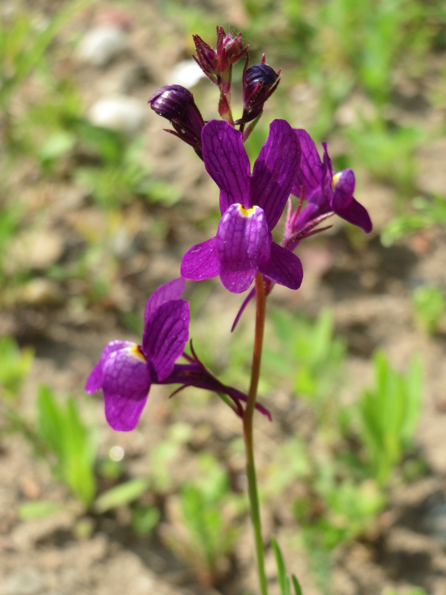 Moroccan Toadflax (Linaria maroccana 'Northern Lights')