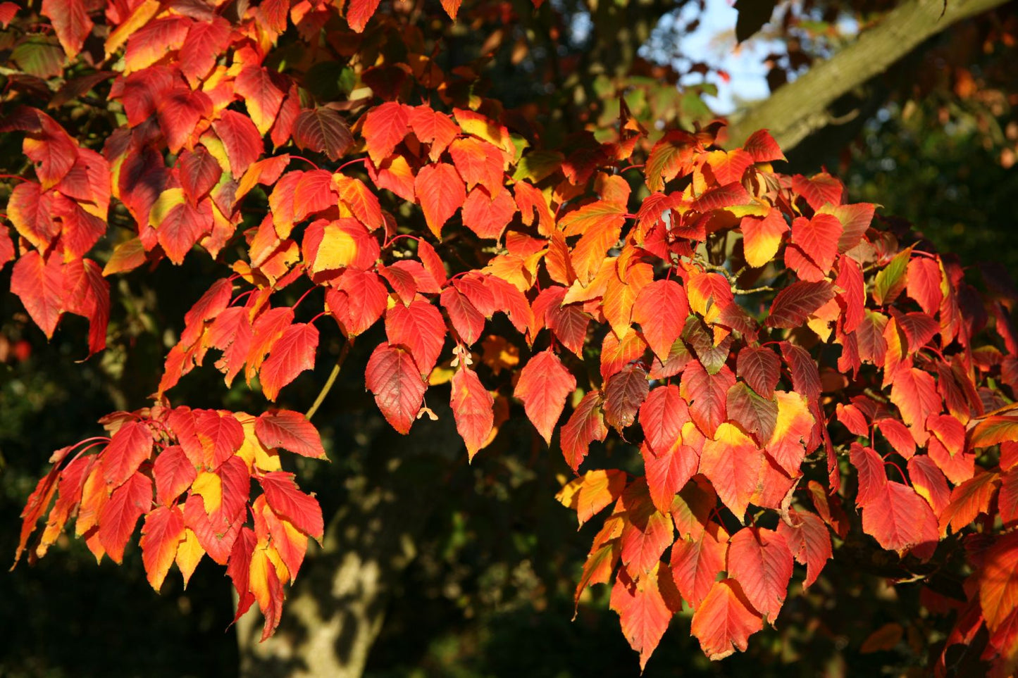 Snake-bark Maple (Acer capillipes)