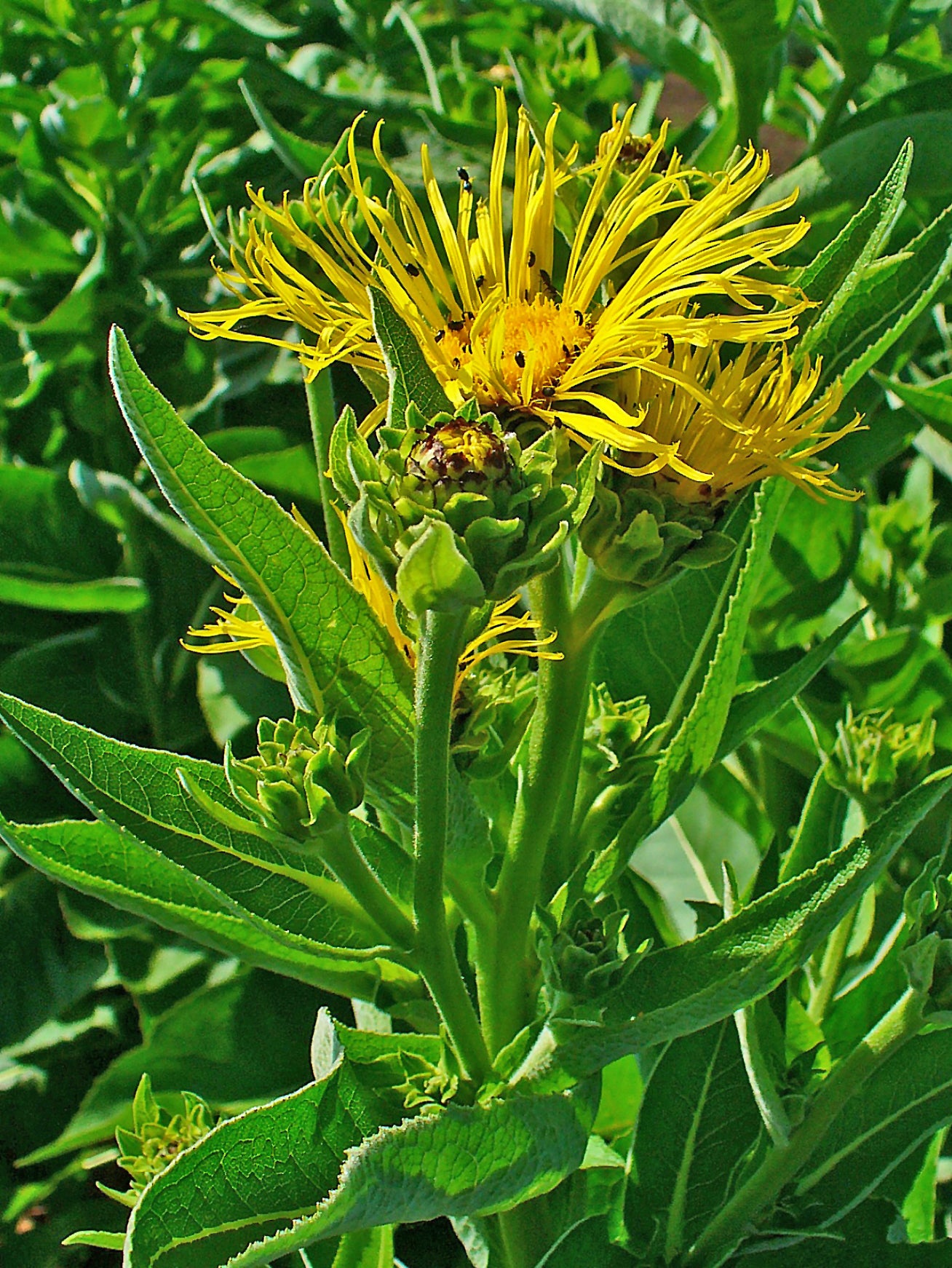 Elecampane Elecampane Inula (Inula helenium)