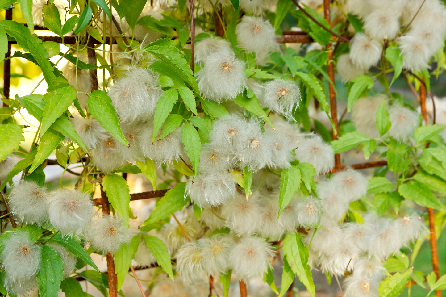 Golden Clematis (Clematis tangutica winged)
