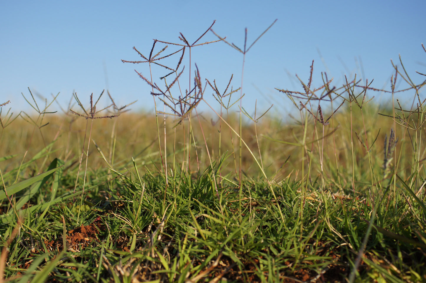 Bermuda Grass, Bermudagrass (Cynodon dactylon)