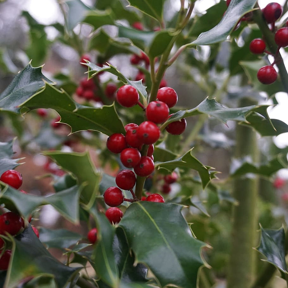 Cherry Holly Long-stalk Longstalk Holly (Ilex collina)