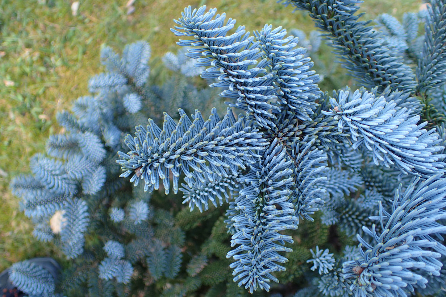 Noble Fir (Abies procera)