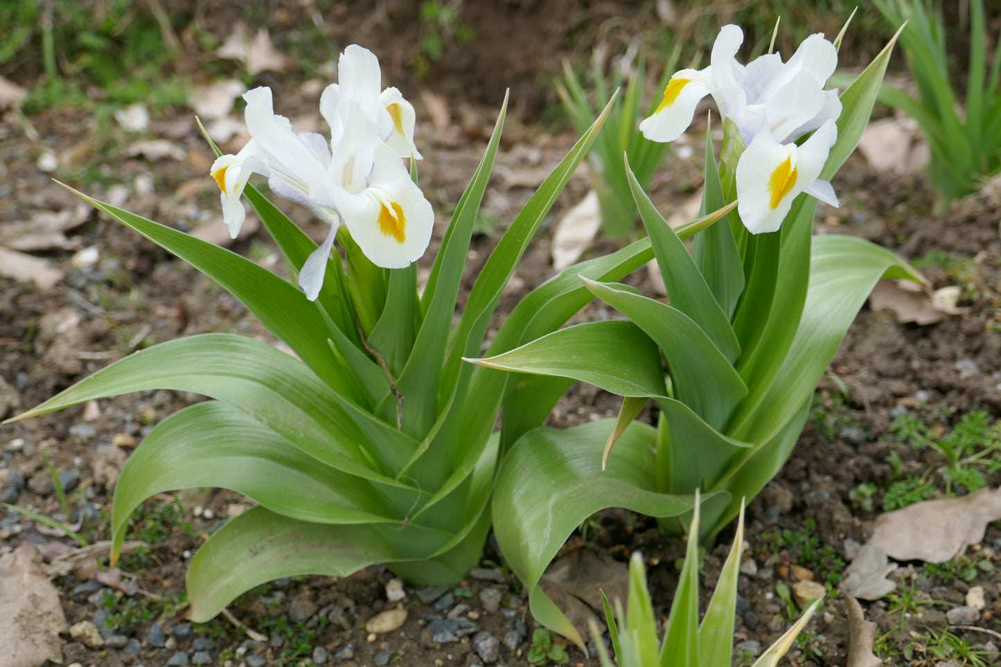 Blue Juno Iris (Iris magnifica var. f. caerulea)