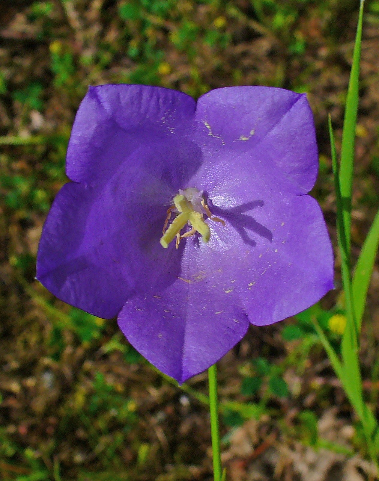 Peach-leaved Peachleaf Bellflower (Campanula persicifolia)