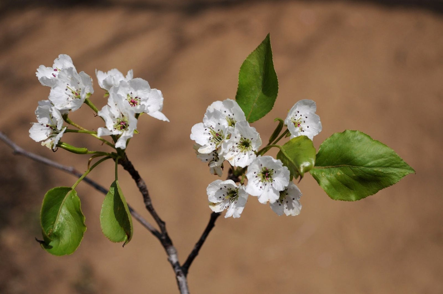 Callery Pear (Pyrus calleryana China)