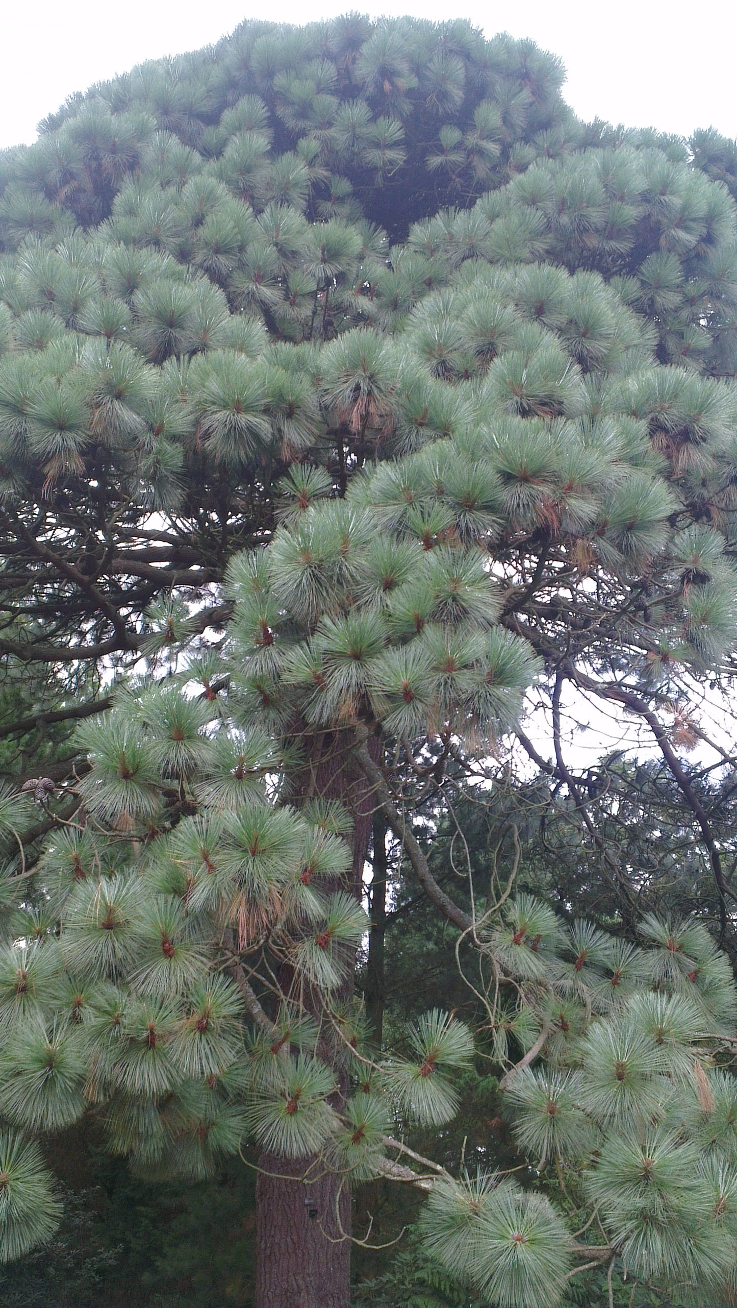 Ocote Caretilla Pinabete Pino Ocote Schwerdtfegers Pine Tecun Uman Pine (Pinus tecunumanii)