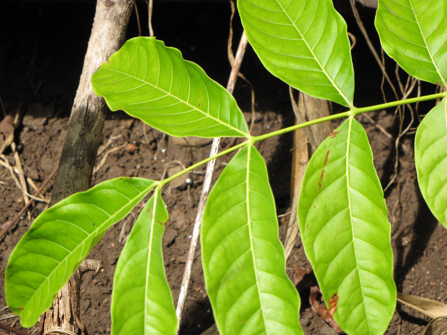 Big Leaf Mahogany Honduras Mahogany (Swietenia macrophylla)