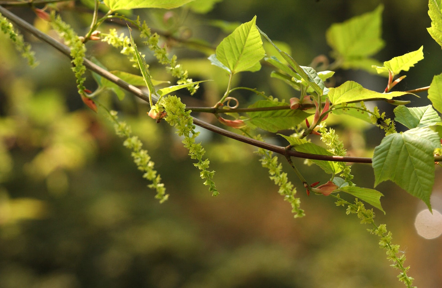 Honshū Snake Bark Maple (Acer rufinerve)