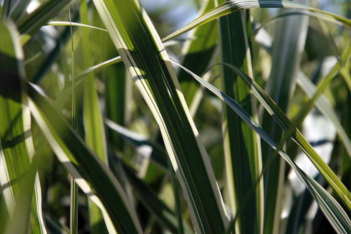 Variegated New Flax (Phormium tenax var. Variegata)