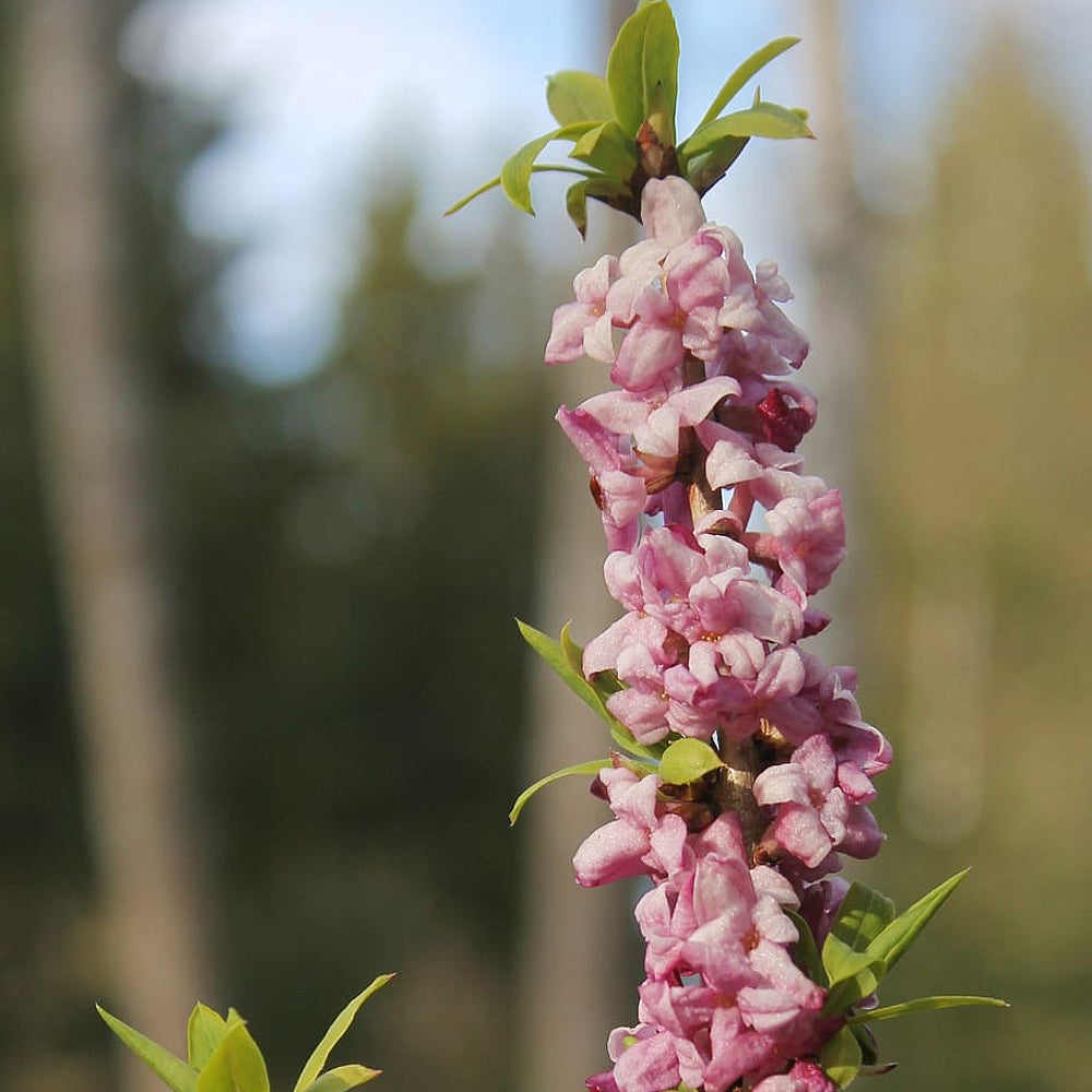 February Daphne Mezereon Paradise Plant (Daphne mezereum)