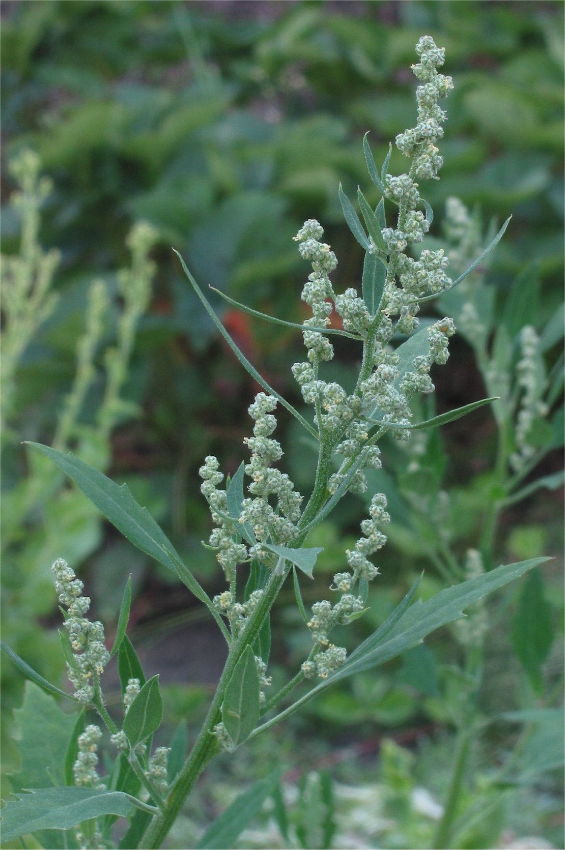 Lamb's Quarters (Chenopodium album)