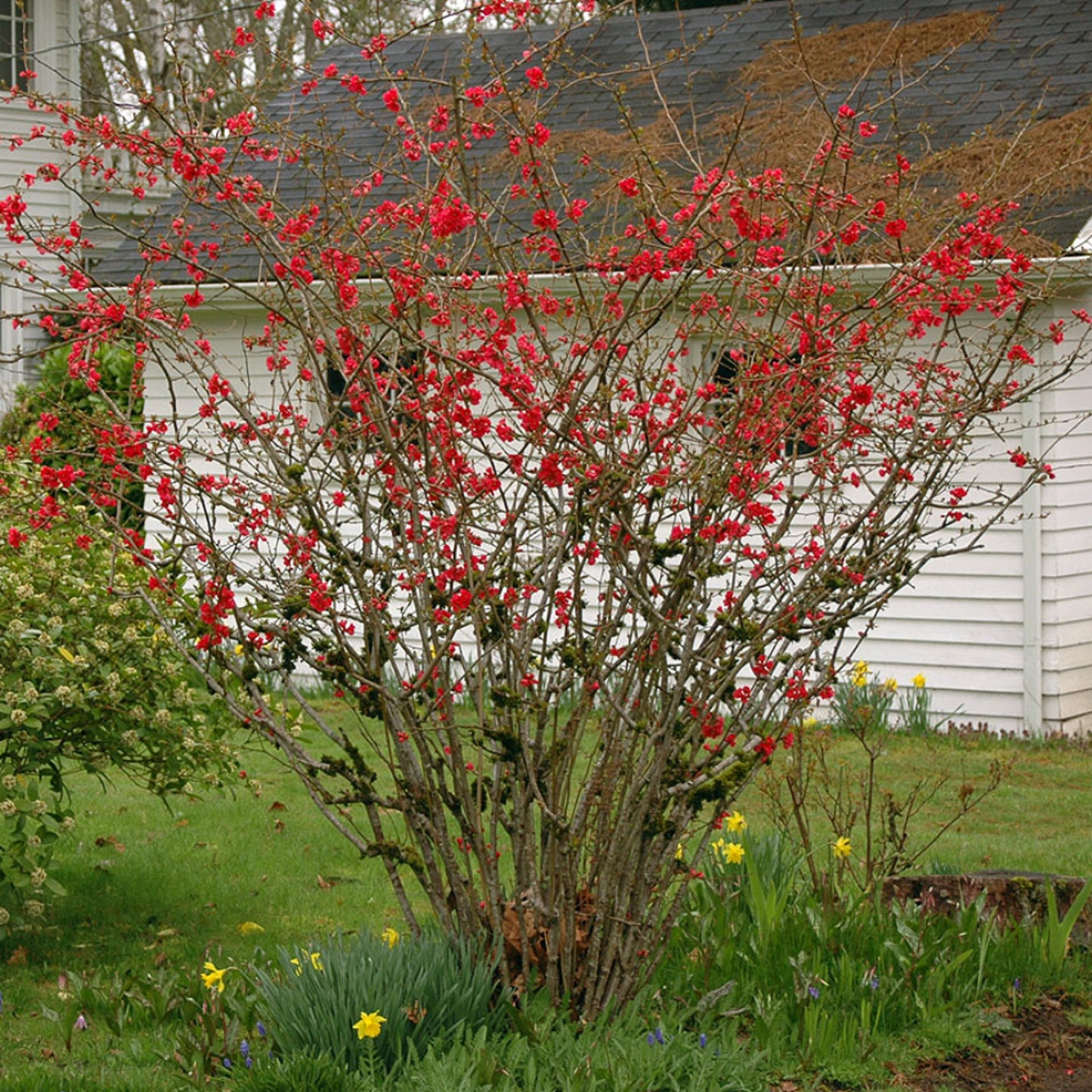 Chinese Flowering Quince Quince (Chaenomeles speciosa)