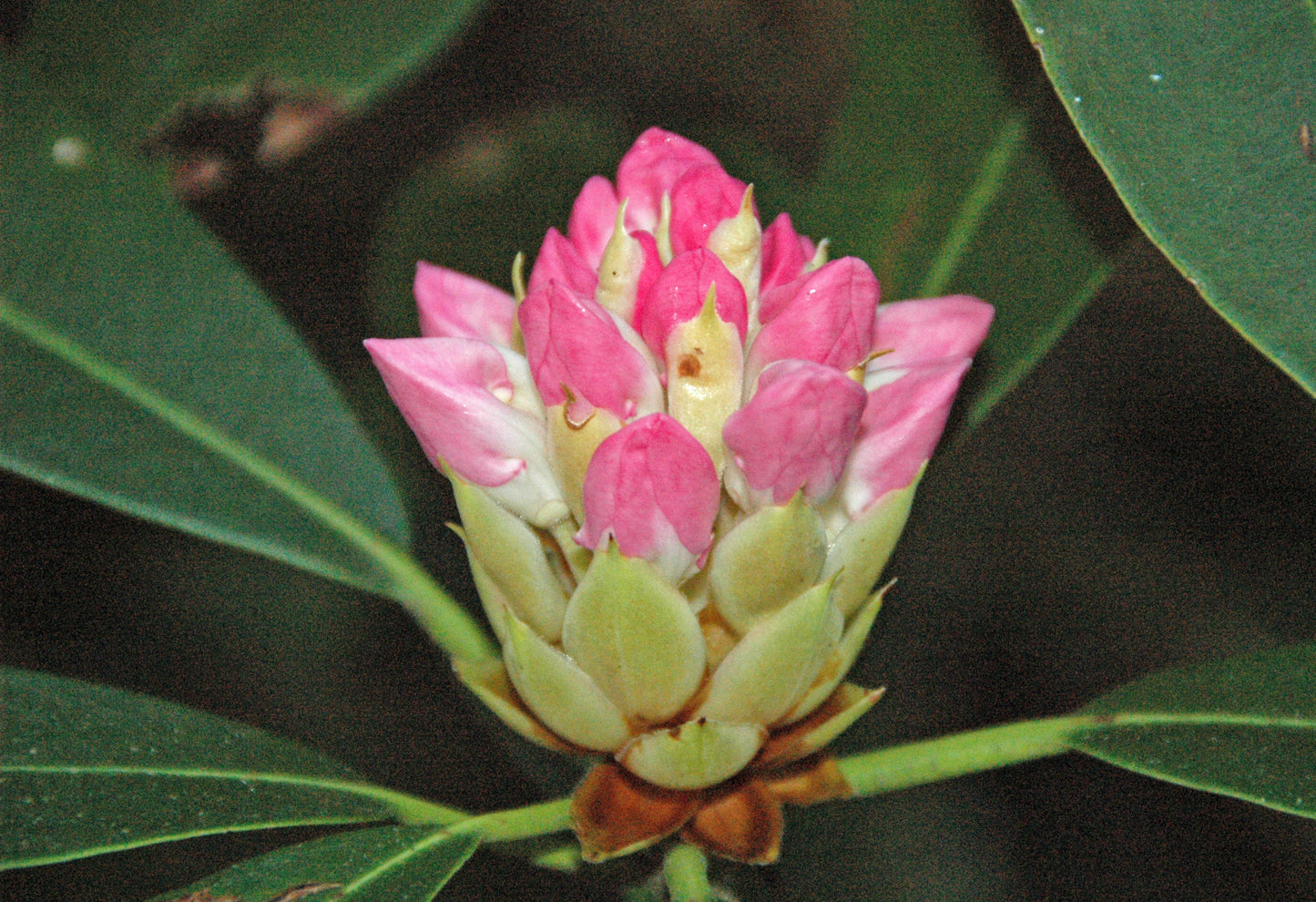 Catawba Rhododendron Catawba Rosebay (Rhododendron catawbiense)