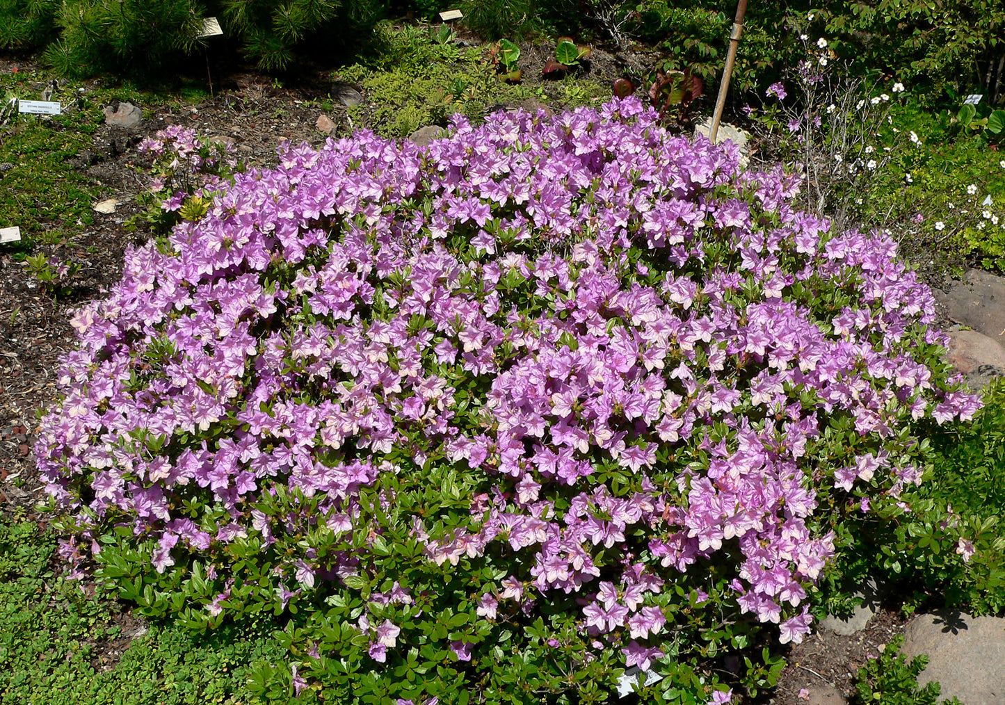 Korean Azalea (Rhododendron yedoense 'Poukhanense')