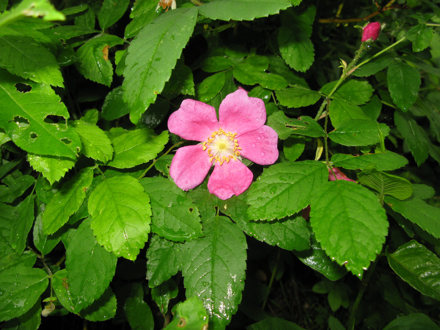 Prickly Rose (Rosa acicularis)