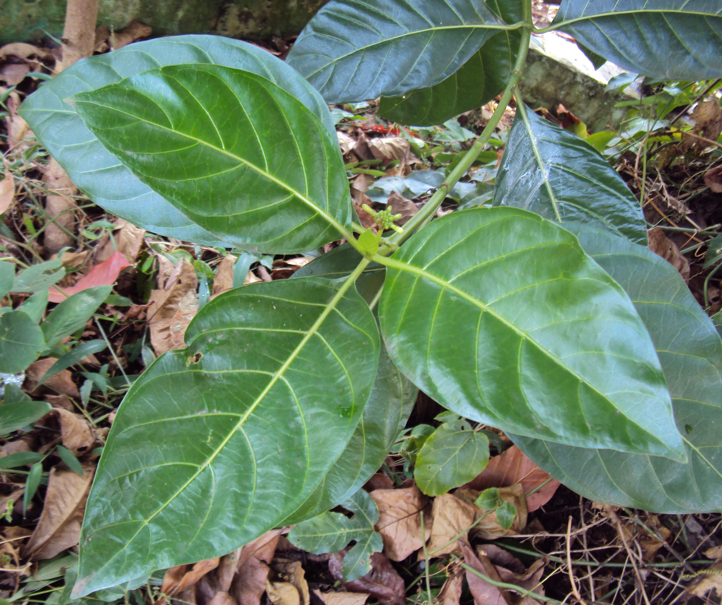 Indian Mulberry Noni (Morinda citrifolia)