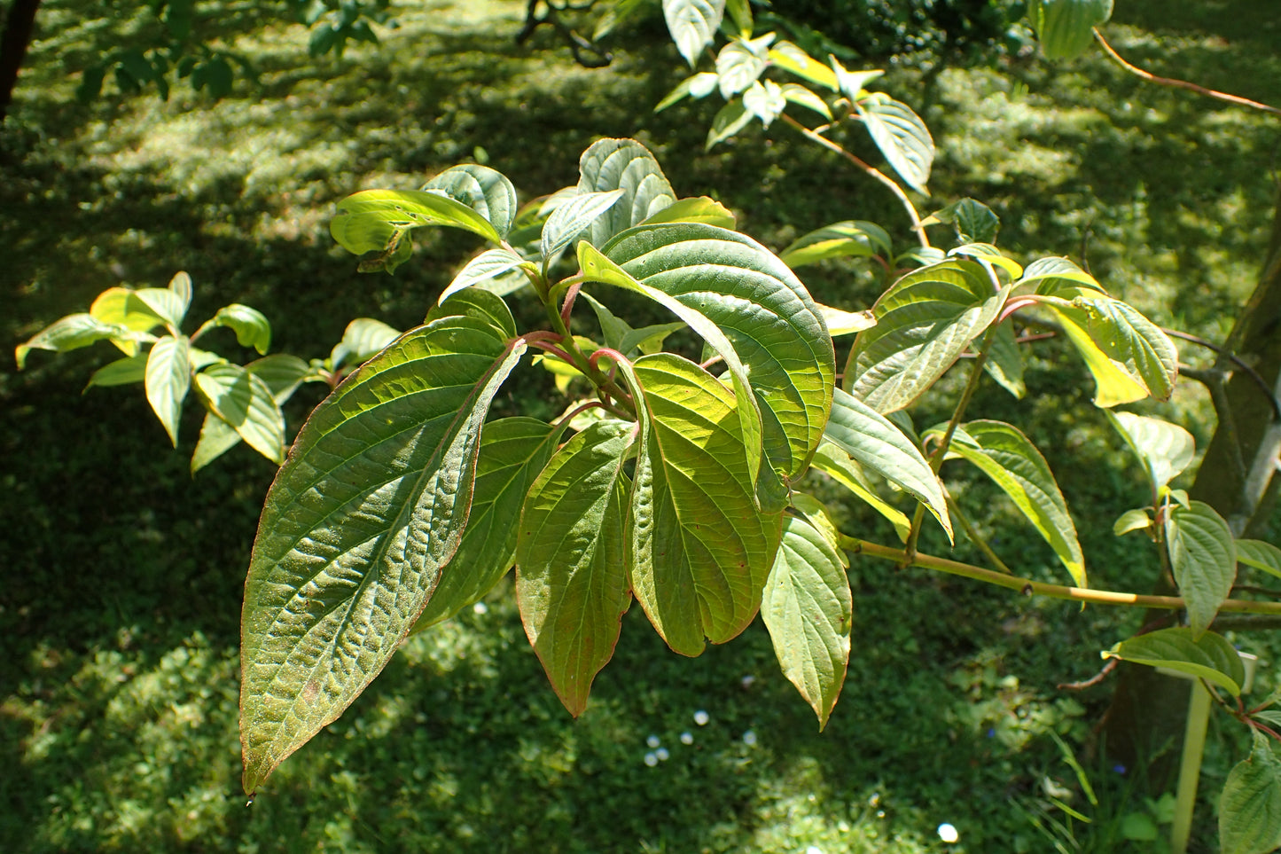 Bigleaf Large-leaf Dogwood (Cornus macrophylla)