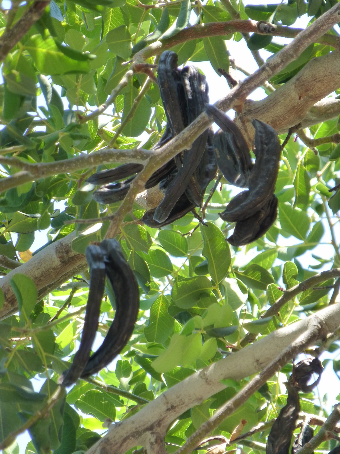 Carob Tree, Saint John's Bread (Ceratonia siliqua)