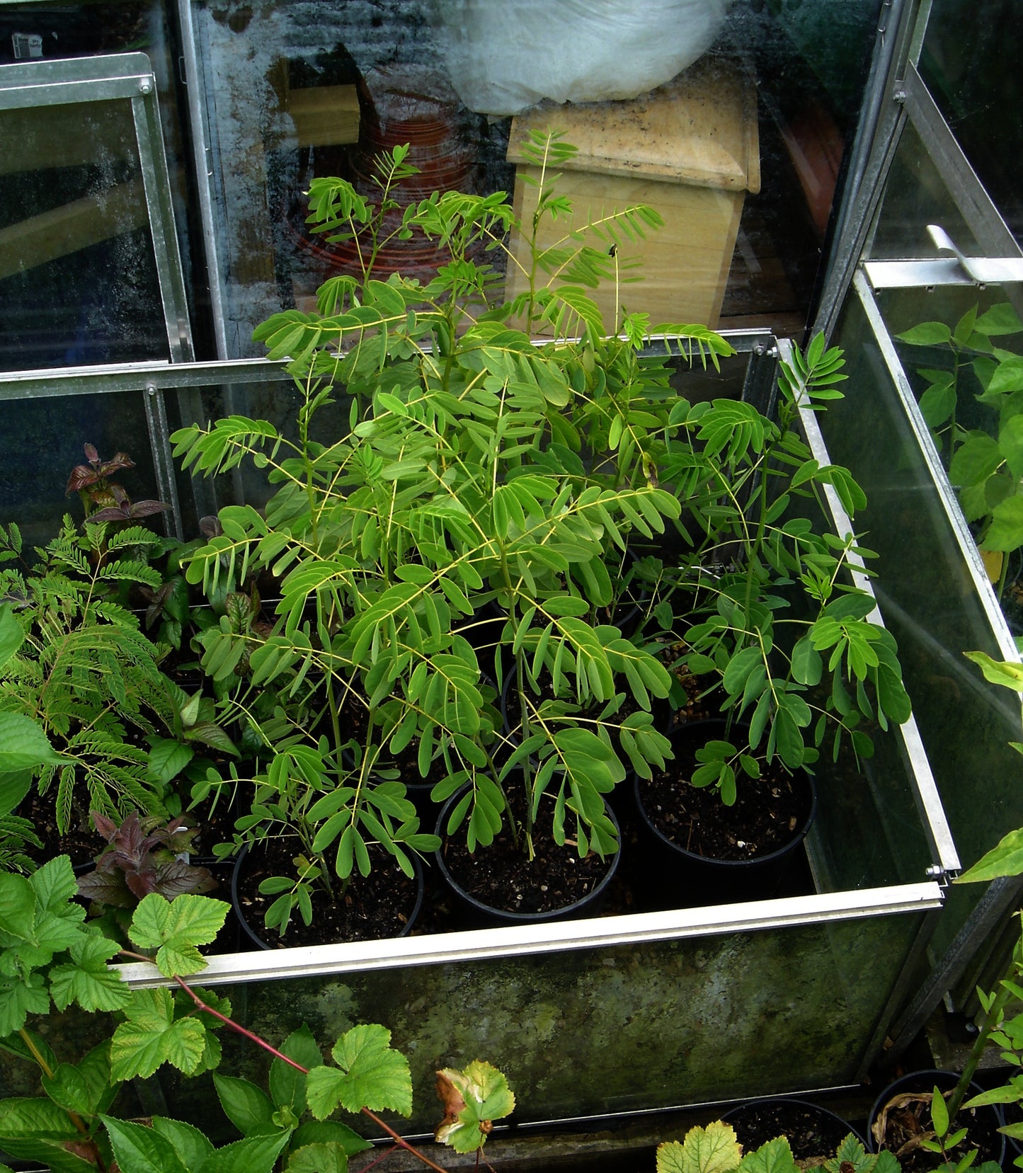 American Senna (Senna hebecarpa)