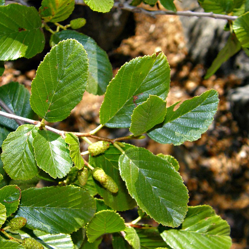 Sierra Alder (Alnus rhombifolia)