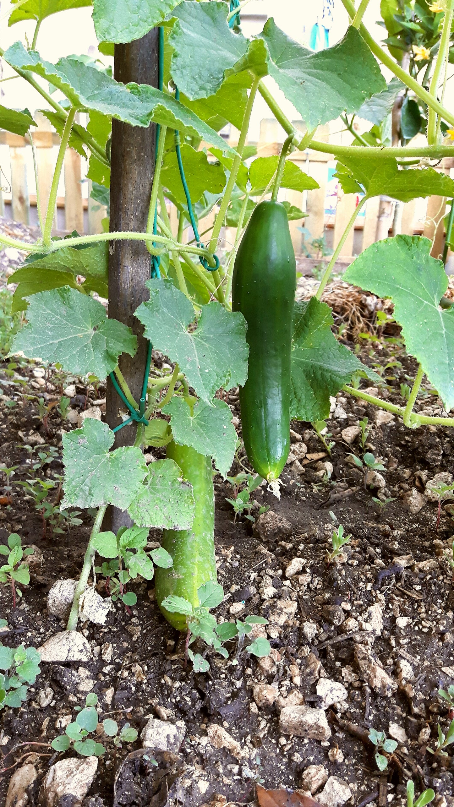 Cucumber Garden Cucumber (Cucumis sativus 'Spacemaster')