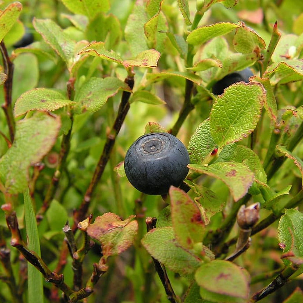 Black Goji Russian Box Thorn (Lycium ruthenicum)