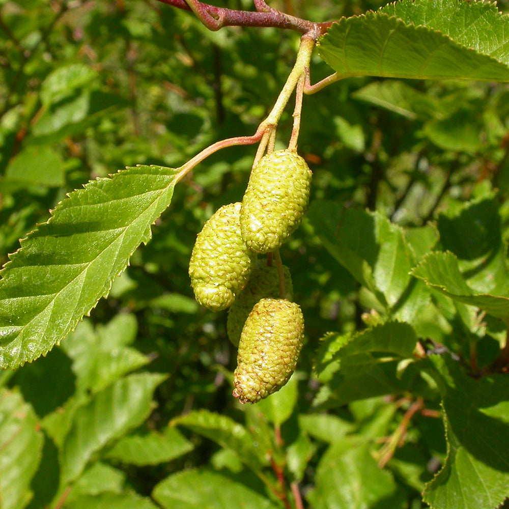 European Alder (Alnus viridis)