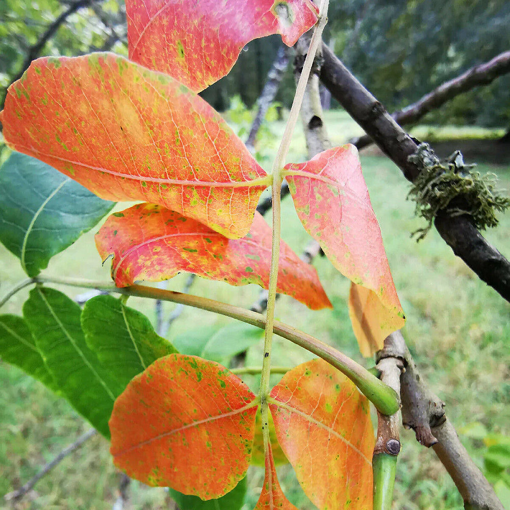 Punjab Sumac (Rhus punjabensis)