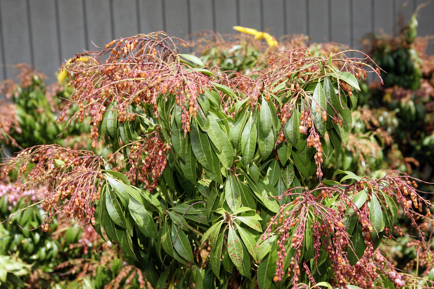 Japanese Andromeda Pieris (Pieris japonica)