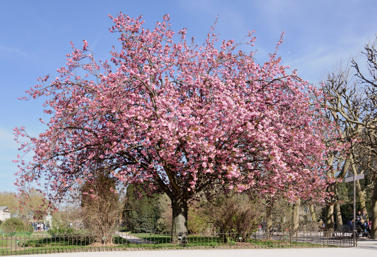 East Asian Cherry Hill Japflowering Flowering Oriental Cherry (Prunus serrulata)